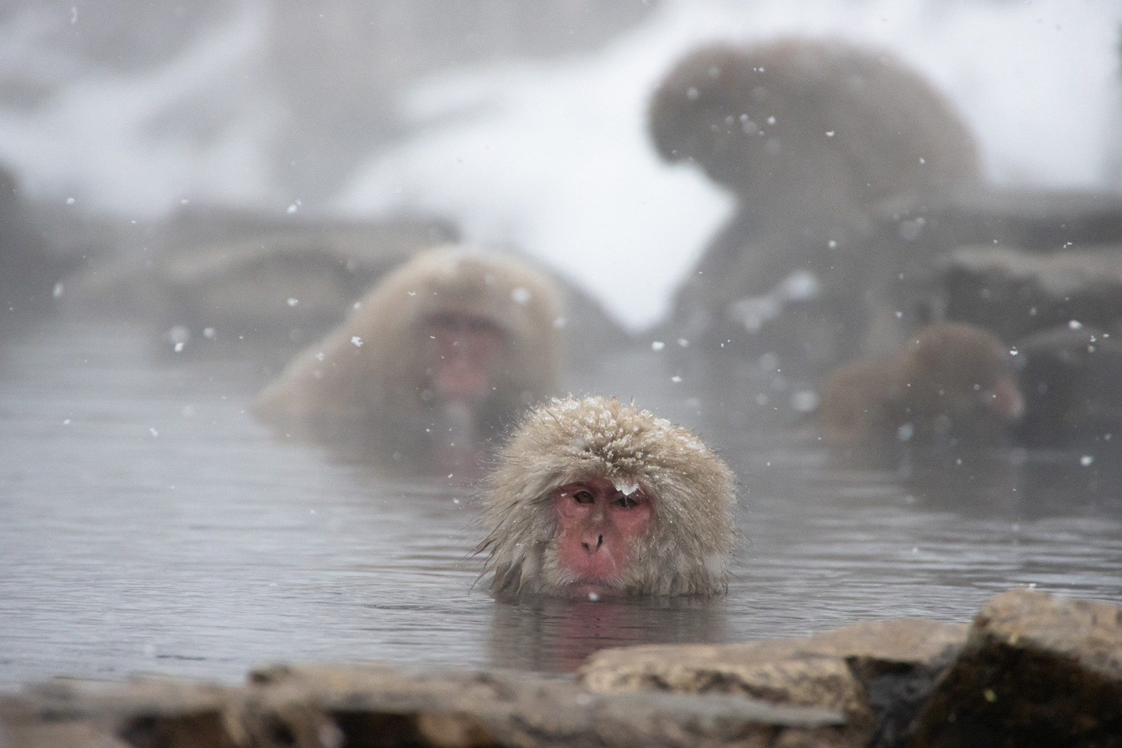 A monkey is soaking in a hot spring