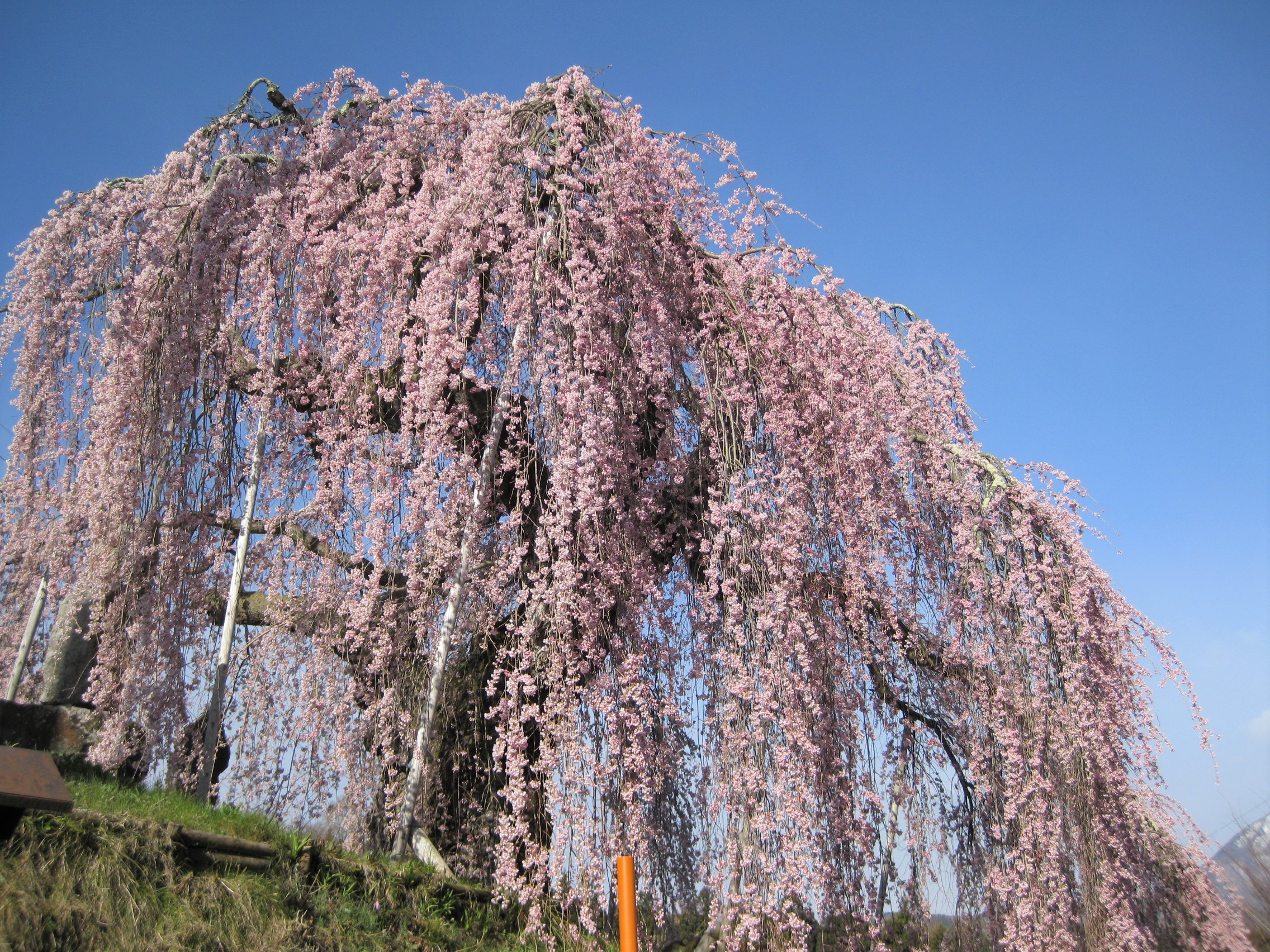 袖之山のシダレザクラ