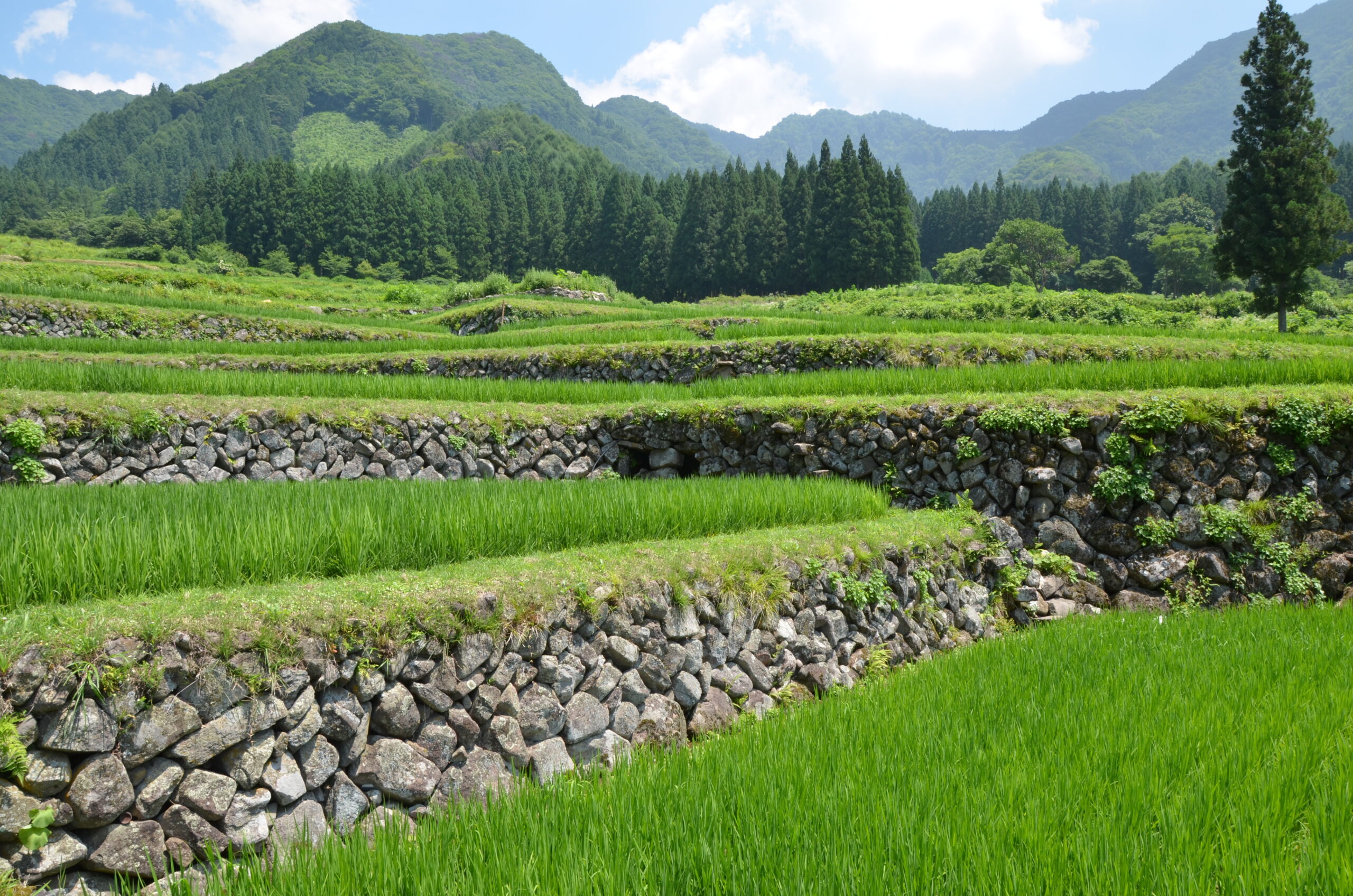 福島棚田