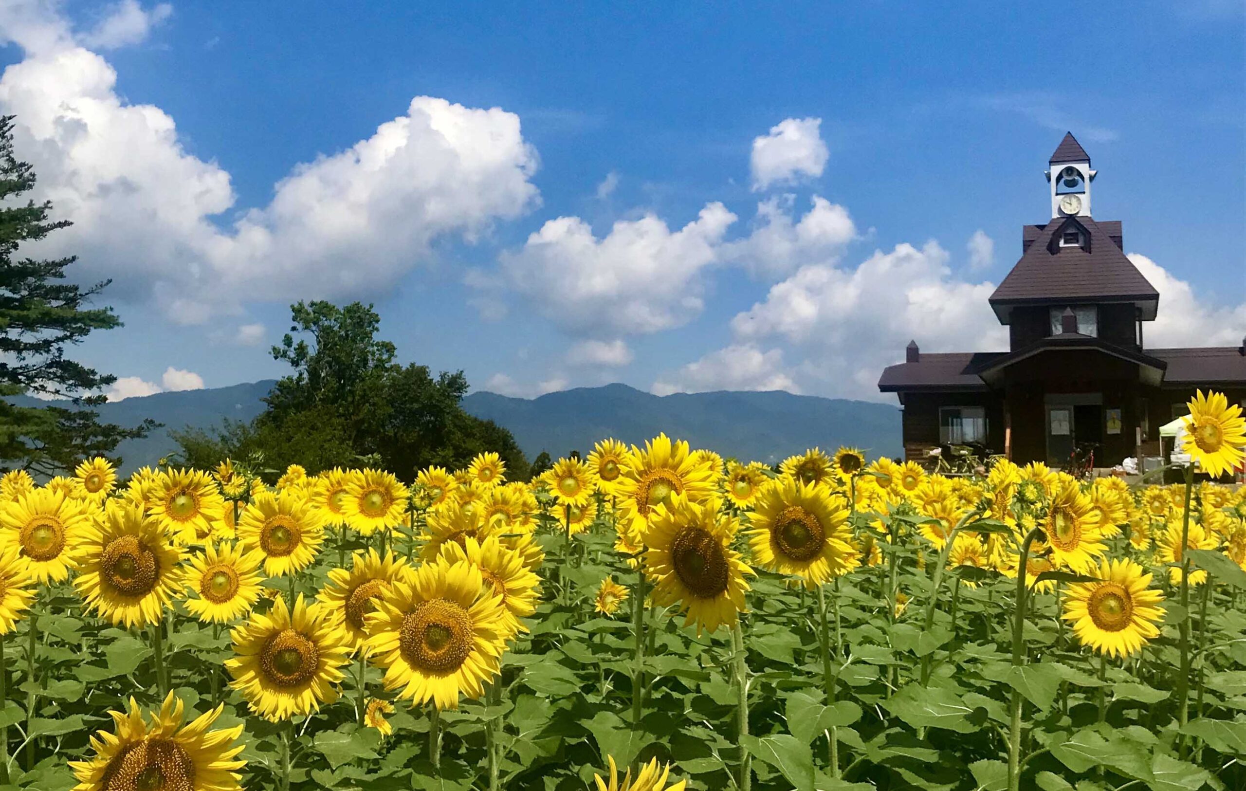 菜の花公園